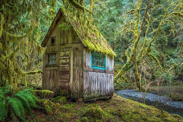 Washington State-Olympic National Park Tolkien-like abandoned cabin